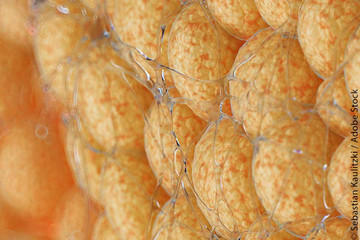 Featured Image: Fat Cells
